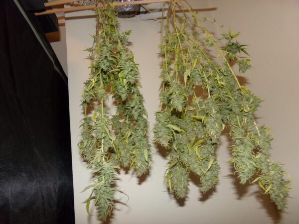One To One CBD Feminised Seeds - Image 2