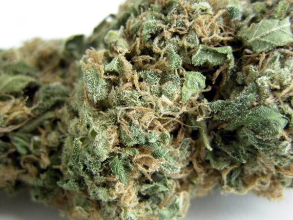 Original Skunk #1 Regular Seeds - 10 - Image 2