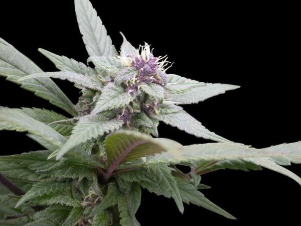Outdoor Mix Feminised Seeds - Image 2