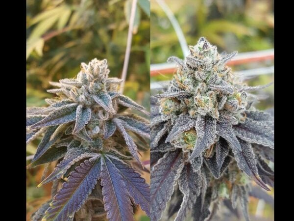 Pamelina Regular Seeds - 12 - Image 2