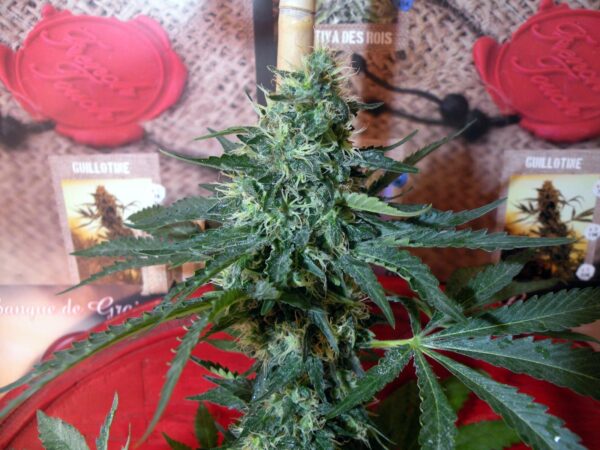 Sativa des Rois Feminised Seeds