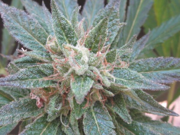 Sour Diesel Feminised Seeds - Loud