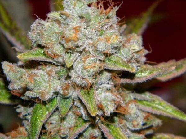 Star Killer Regular Seeds - 12 - Image 2