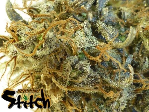 Stitch's Love Potion Autoflowering Feminised Seeds - 3 - Image 2