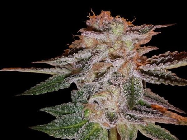 Strawberry Eclair Feminised Seeds - 5
