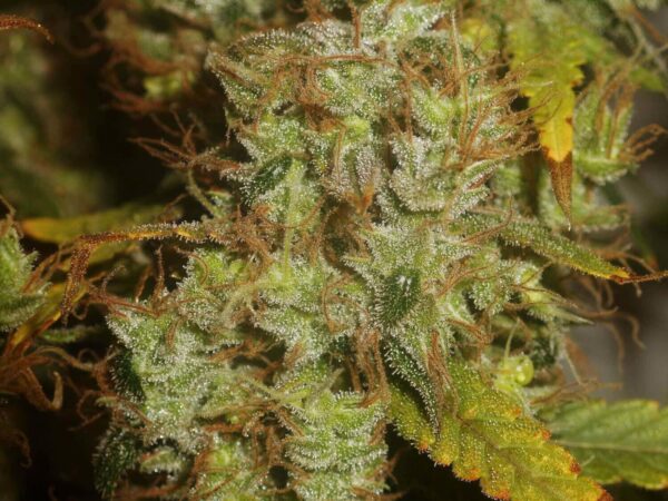 Sugar Haze Regular Seeds - 10 - Image 2