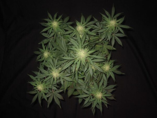 3 Bears OG Auto Feminised Seeds