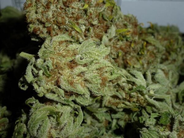 White Ice Feminised Seeds