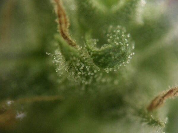 Hash Passion Regular Seeds - Bulk x 100 - Image 2
