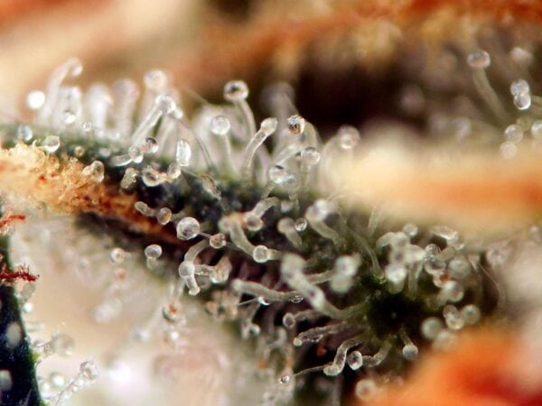 Power Africa x MK Ultra Feminised Seeds FAST - BULK x 100 - Image 2