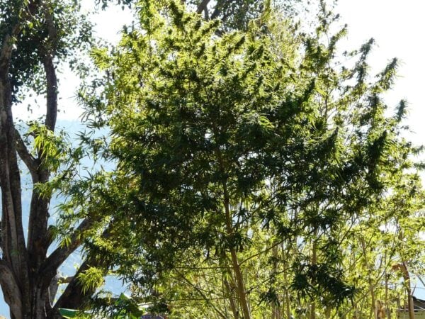 Nepalese Regular Cannabis Seeds by The Real Seed Company