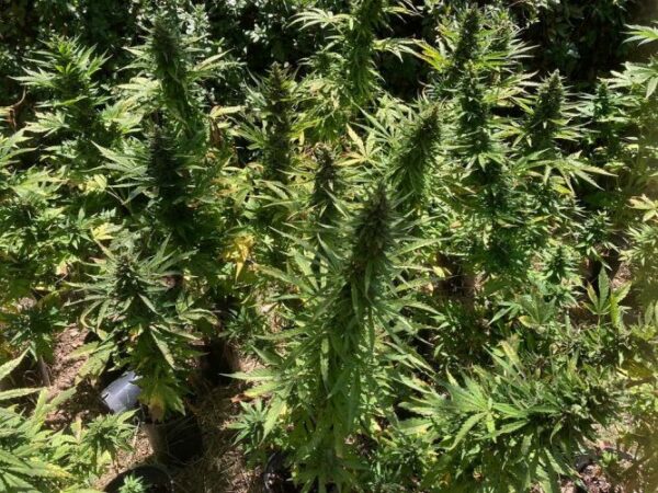 Alaskan Diesel Auto