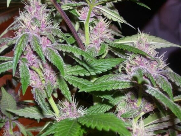 Pakistan Chitral Kush Regular Cannabis Seeds