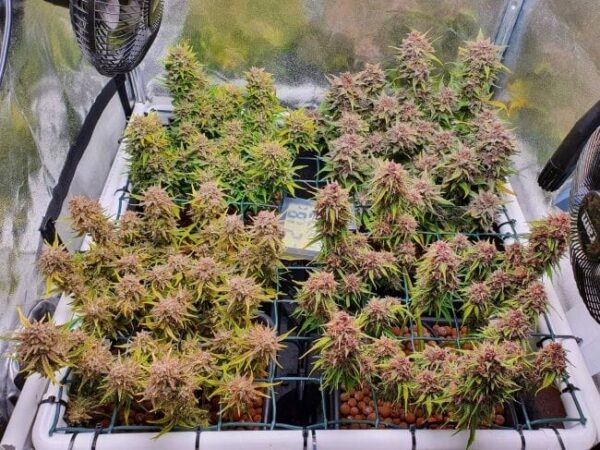 Fastbuds Mixed Pack Auto Feminised Cannabis Seeds