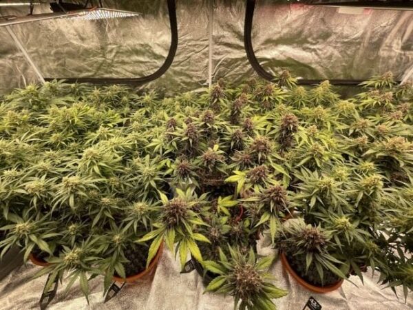 Fastbuds Mixed Pack Auto Feminised Cannabis Seeds