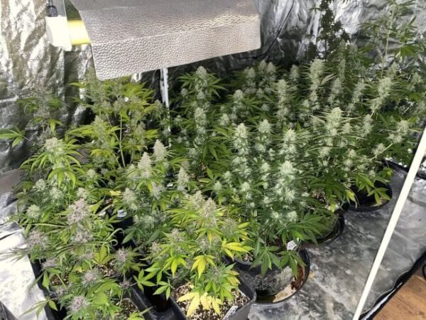 Fastbuds Mixed Pack Auto Feminised Cannabis Seeds by FastBuds