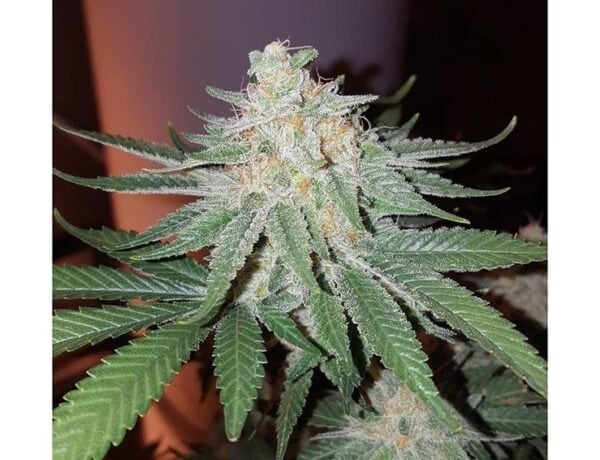 Double Choco Glue #4 Feminised Seeds - 5 - Image 2