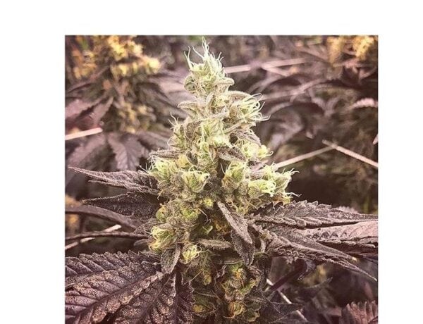 Banana Glue #4 Feminised Seeds - 5 - Image 2