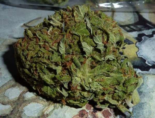 BC Pinewarp Feminised Seeds - 6