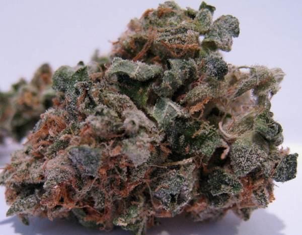 707 Headband Regular Seeds - 12