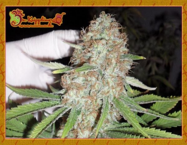Blue Kripple Feminised Seeds