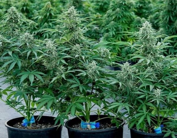 Apollo F1 Auto Feminised Cannabis Seeds