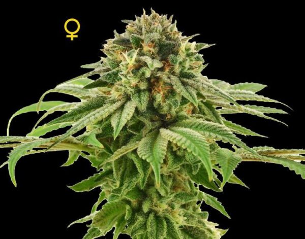 Grape LA Feminised Seeds - Limited Collection