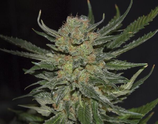 Domina Feminised Seeds