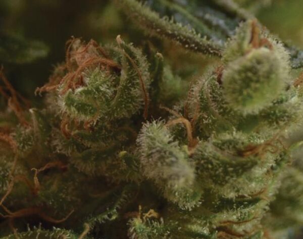 One To One CBD Feminised Seeds