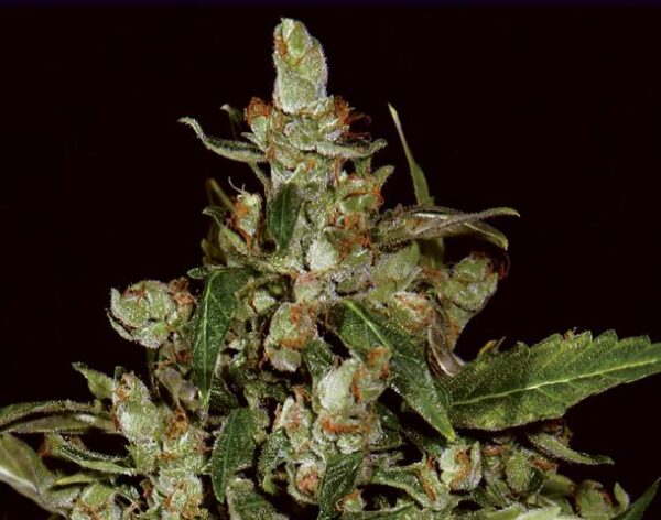 Widow Auto Feminised Seeds