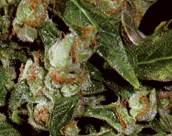 Widow Auto Feminised Seeds - Image 2