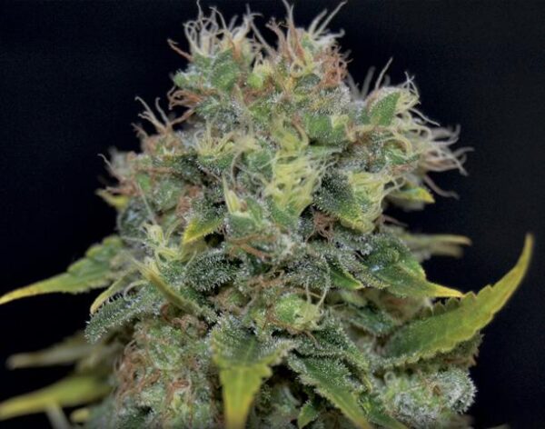 Yumbolt Auto Feminised Seeds