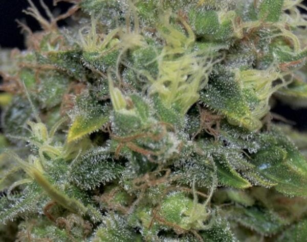Yumbolt Auto Feminised Seeds - Image 2