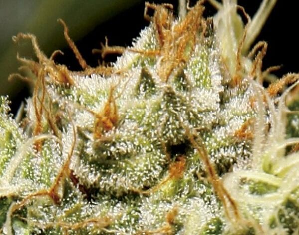 Yumbolt Feminised Seeds