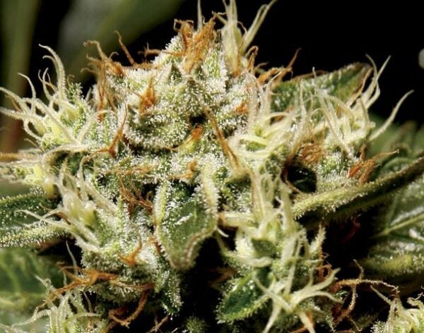Yumbolt Feminised Seeds - Image 2