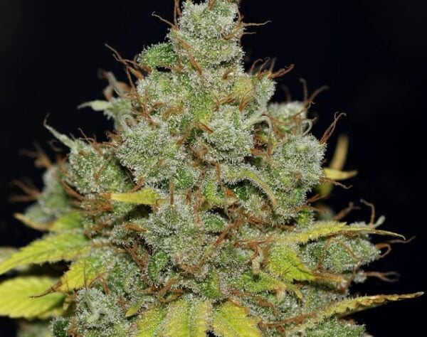 Jack Herer Feminised cannabis Seeds by Seedsman