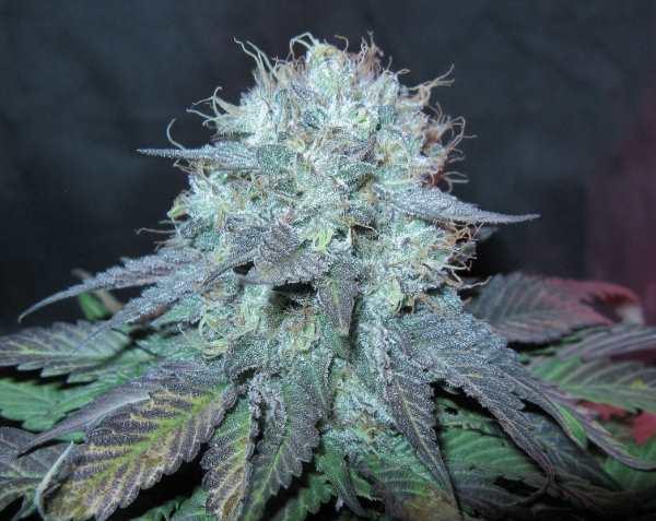 The Big Regular Seeds - 12 - Image 2