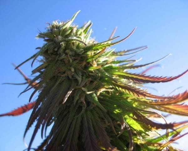 Texada Timewarp Regular Seeds - 12