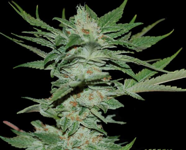 Sour Krypt  Regular Seeds - Limited Collection