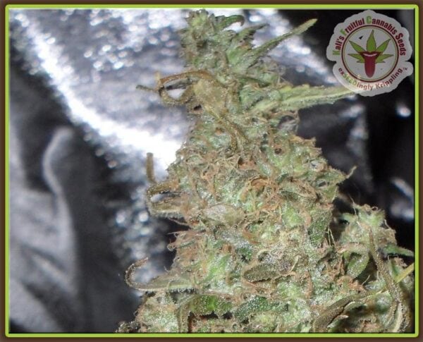 Melon Kali Feminised Seeds
