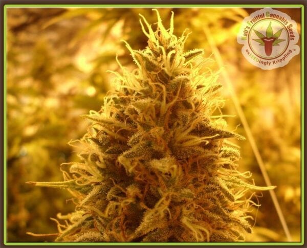 Puff Puff Pass Out Feminised Seeds