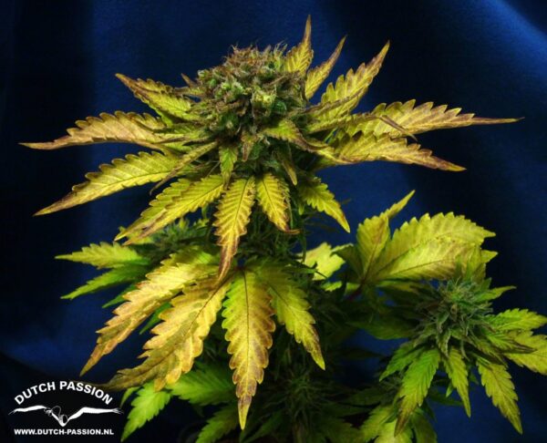 Blueberry Auto Feminised Cannabis Seeds by Dutch Passion