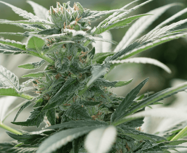 Morning Star CBD Feminised Seeds