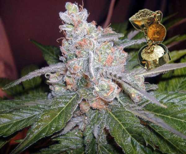 The Purps Regular Seeds - 12