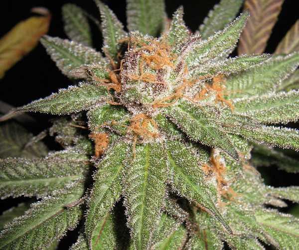 Dynamite OG Regular Seeds - 12