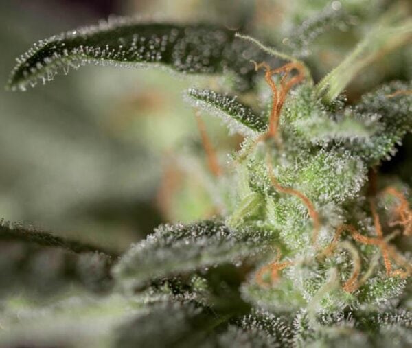 Medizinal CBD Feminised Seeds - Image 2