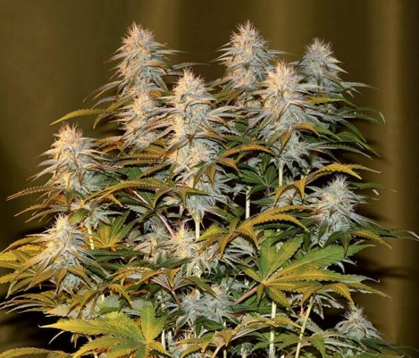 Peyote WiFi Feminised Cannabis Seeds by Seedsman