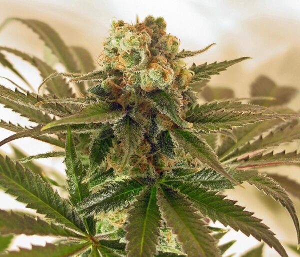 Mach Fly - 10 Regular Seeds - Image 2