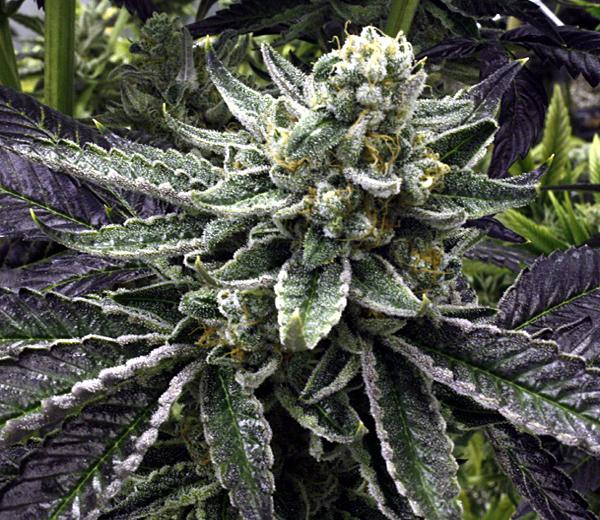 Commerce City Kush Regular Seeds - 12