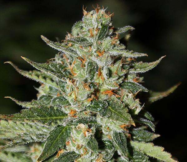 Midas Regular Seeds - 12